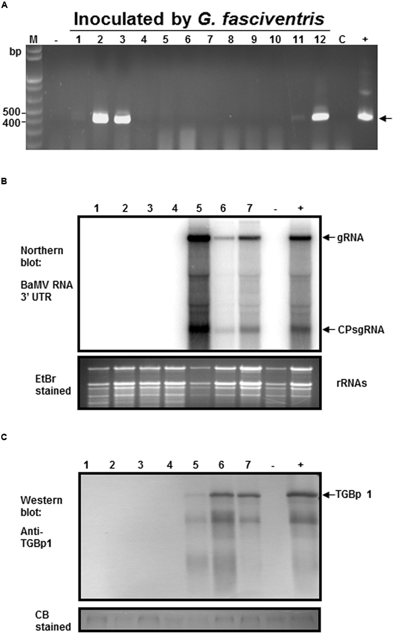 FIGURE 6