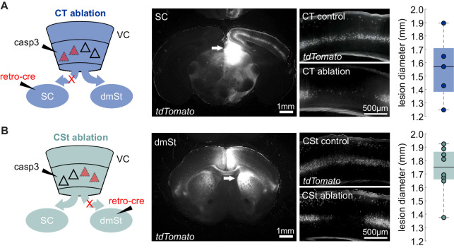 Figure 1—figure supplement 5.