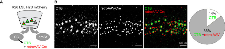 Figure 1—figure supplement 4.