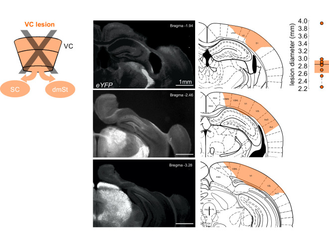 Figure 2—figure supplement 1.