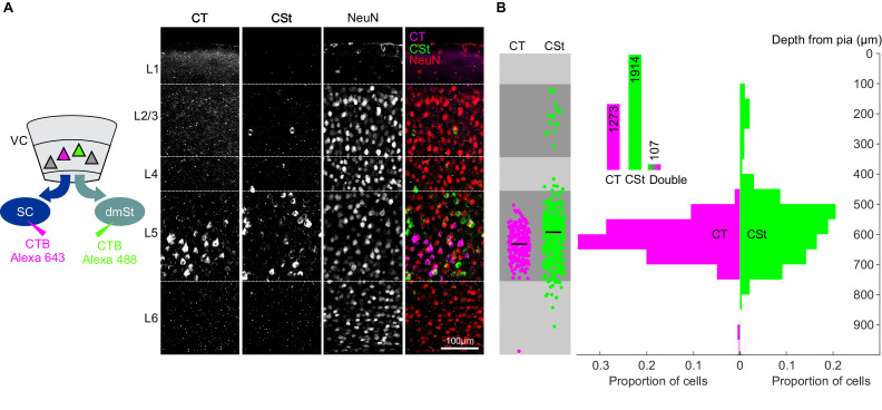 Figure 1—figure supplement 3.