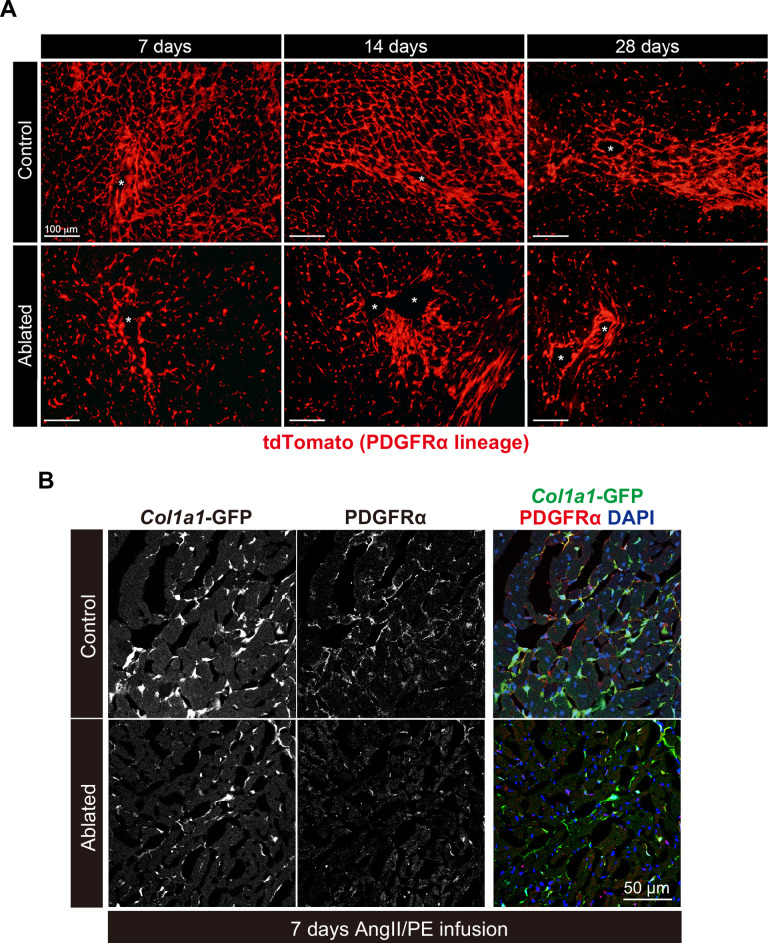 Figure 4—figure supplement 1.