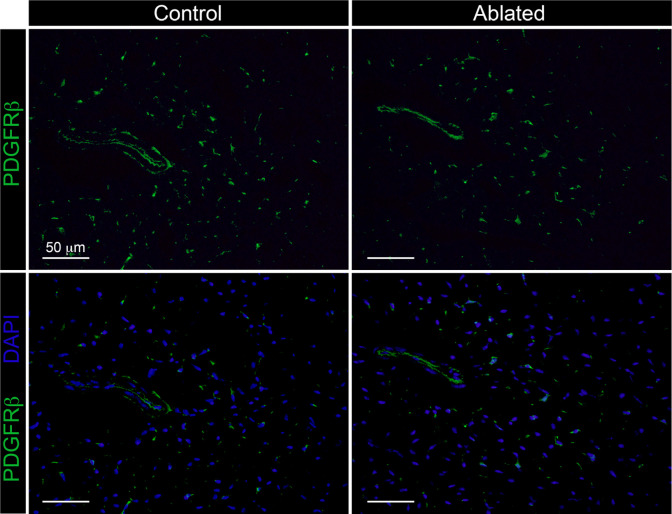 Figure 1—figure supplement 3.