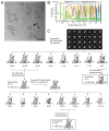 Figure 3—figure supplement 1.