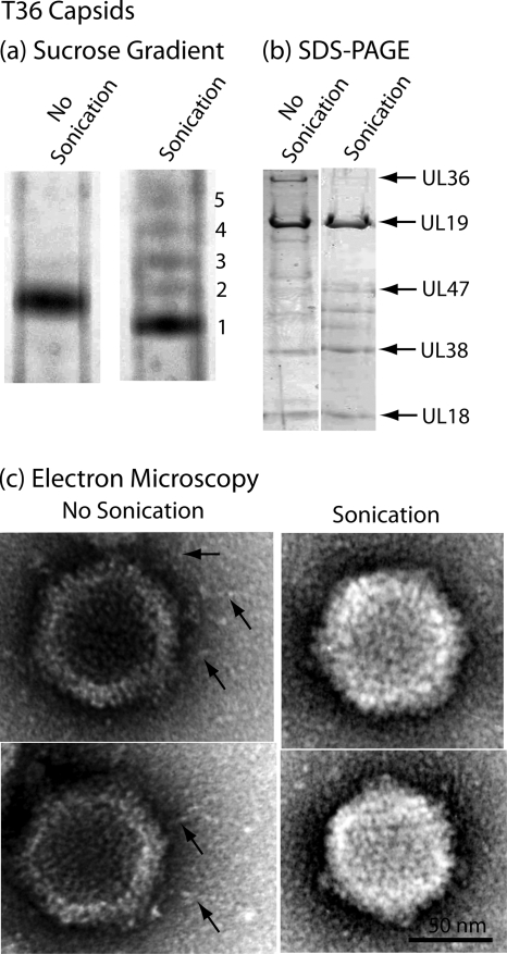 FIG. 5.