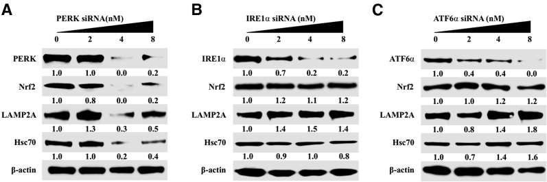 Supplemental Figure S3