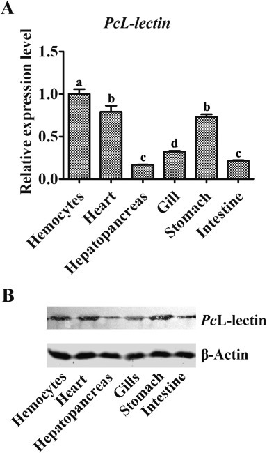 Fig. 2