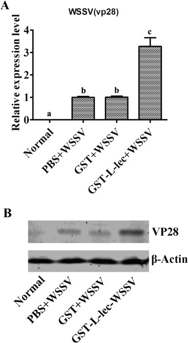 Fig. 5