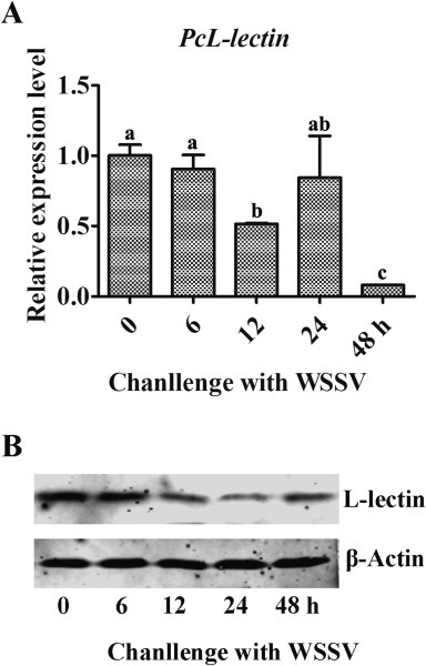 Fig. 3