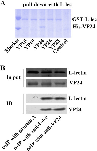 Fig. 7