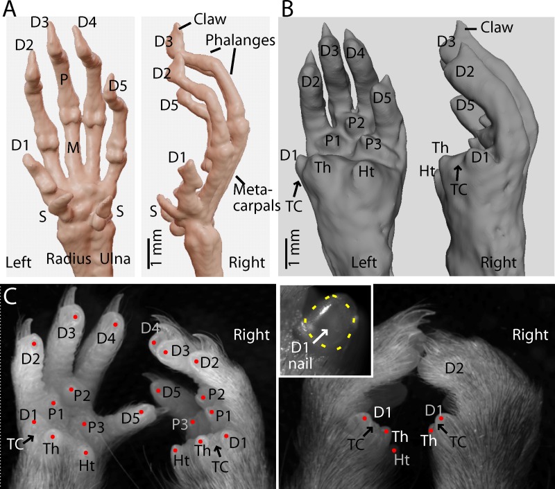 Fig 1