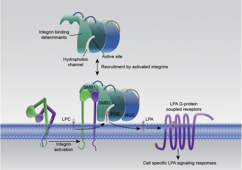 FIGURE 9.