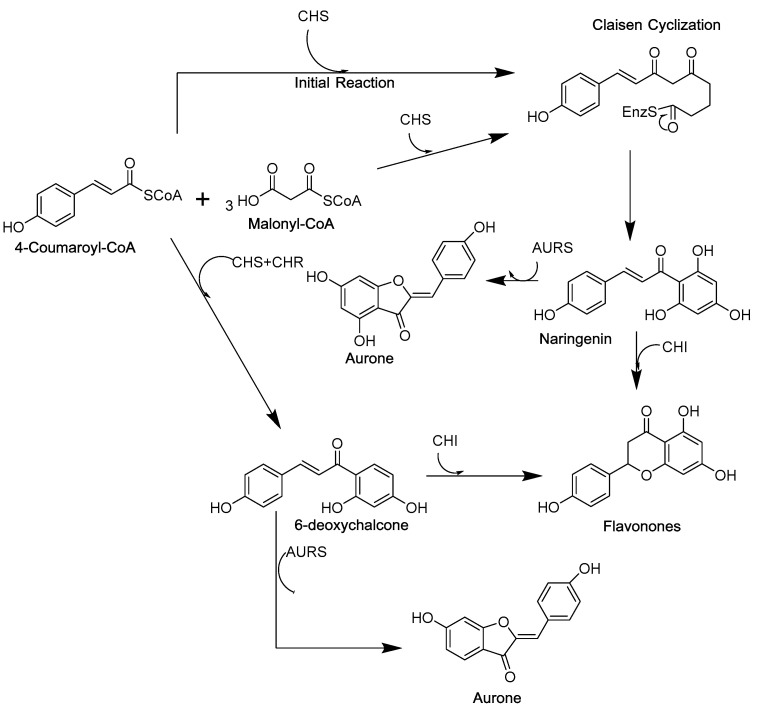 Scheme 1