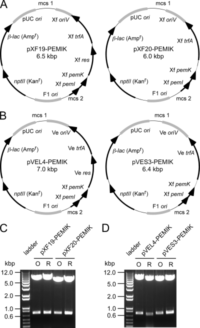 FIG. 2.