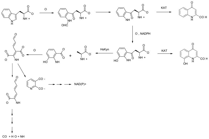 Structure, Mechanism, and Substrate Specificity of Kynureninase - PMC