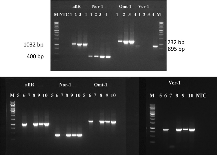 Fig. 1