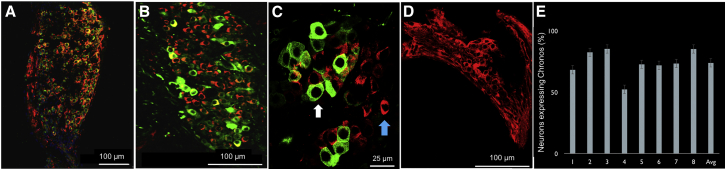 Figure 2