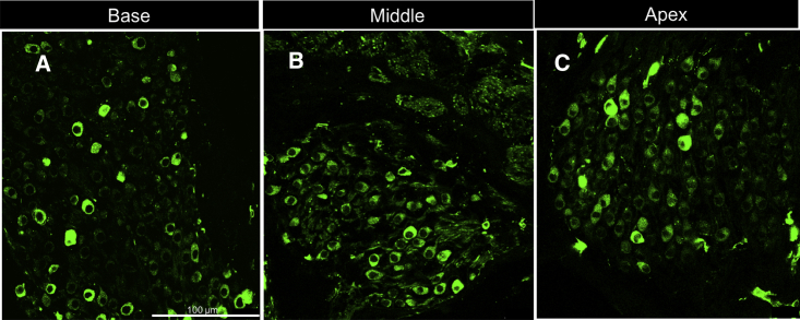 Figure 3