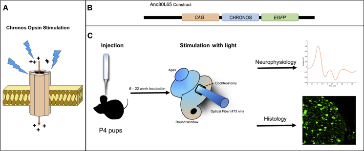 Figure 1