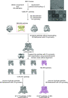 Figure 3—figure supplement 2.