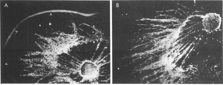 graphic file with name pnas00350-0467-a.jpg