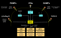 Fig. 3