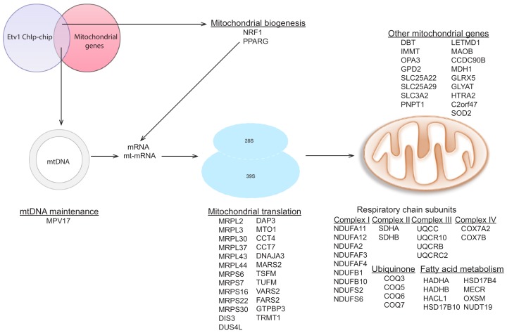 Figure 4—figure supplement 5.