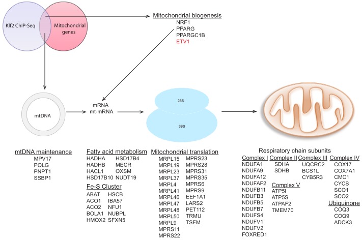 Figure 4—figure supplement 4.