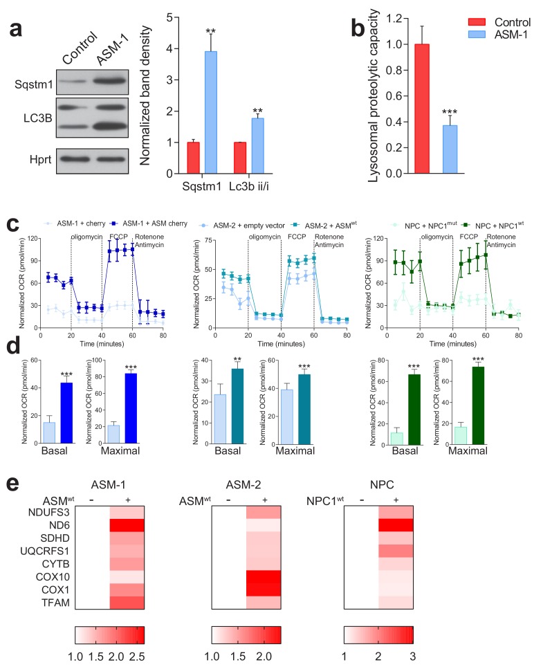 Figure 3—figure supplement 1.