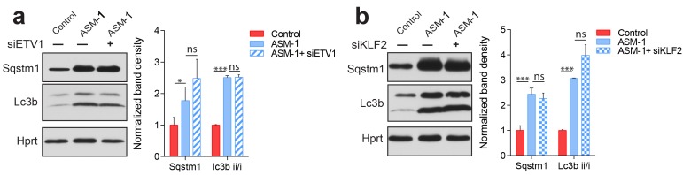 Figure 5—figure supplement 1.