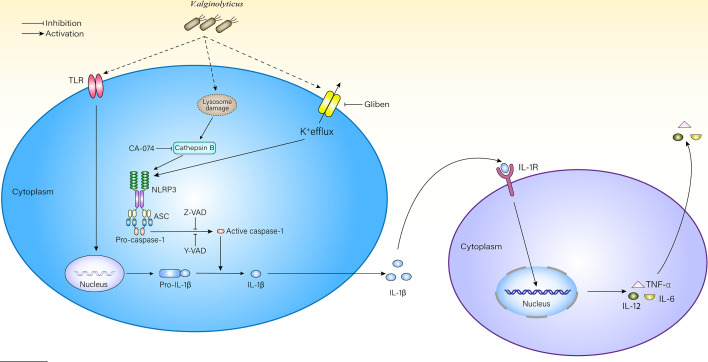 Figure 6