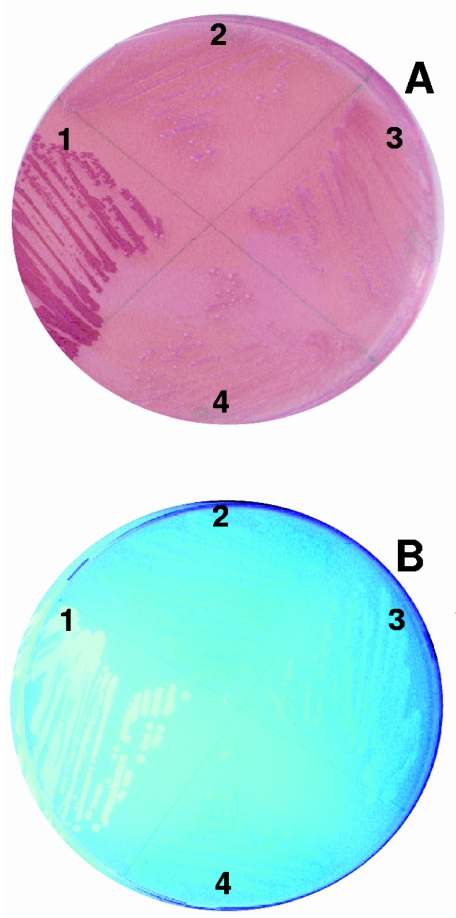 FIG. 2.