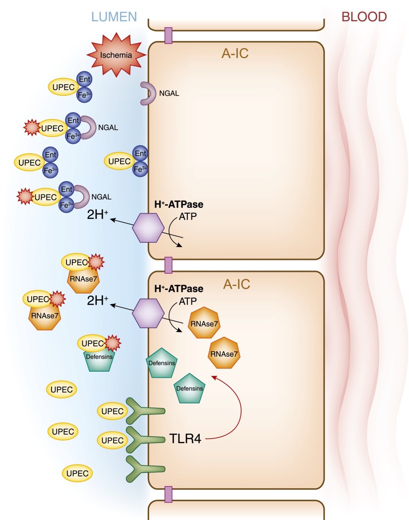 Figure 11.