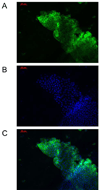 Fig. 7