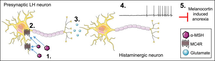 Figure 7