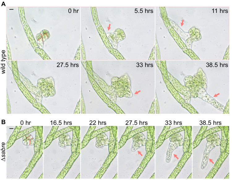 Figure 1—figure supplement 2.