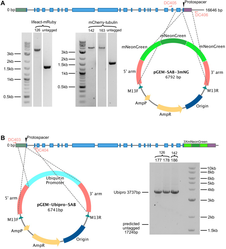 Figure 4—figure supplement 1.