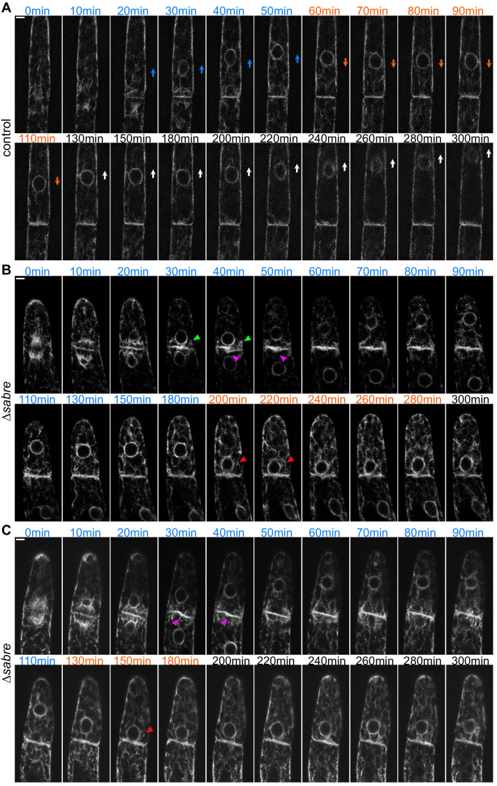 Figure 6—figure supplement 1.