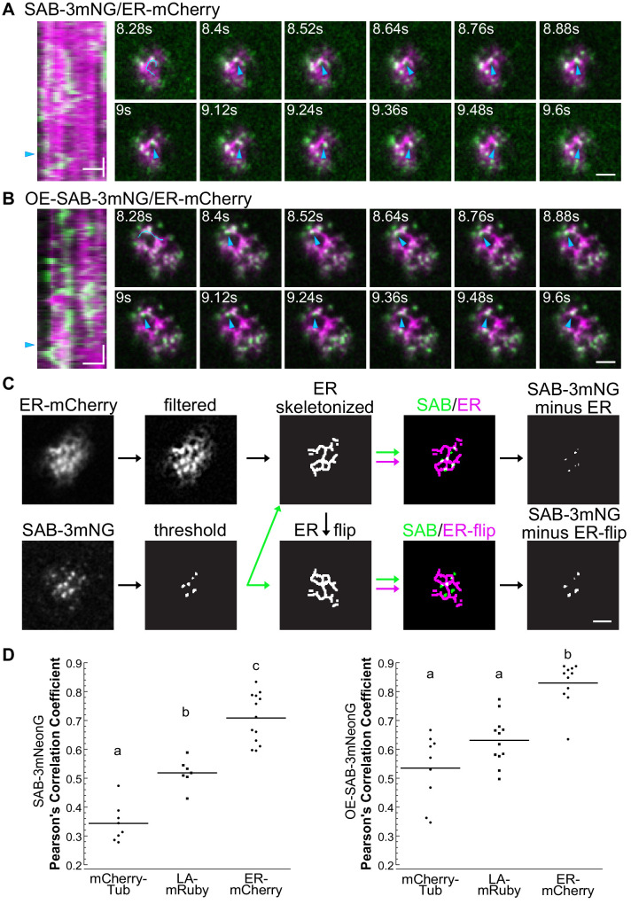 Figure 4—figure supplement 3.