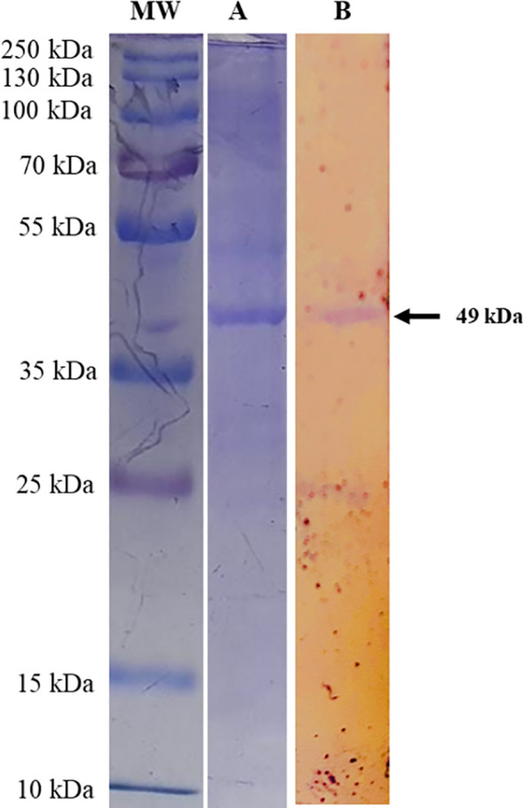 Figure 3