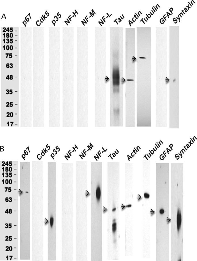 FIGURE 11: