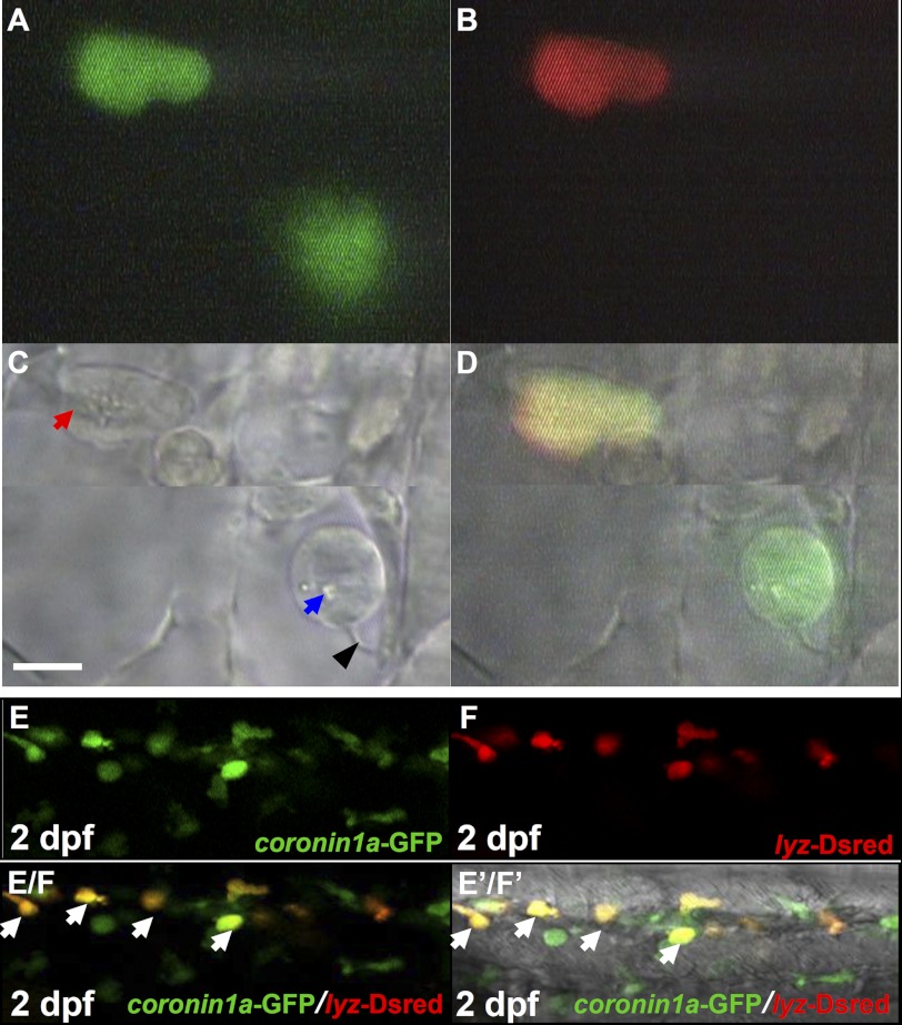 FIGURE 2.