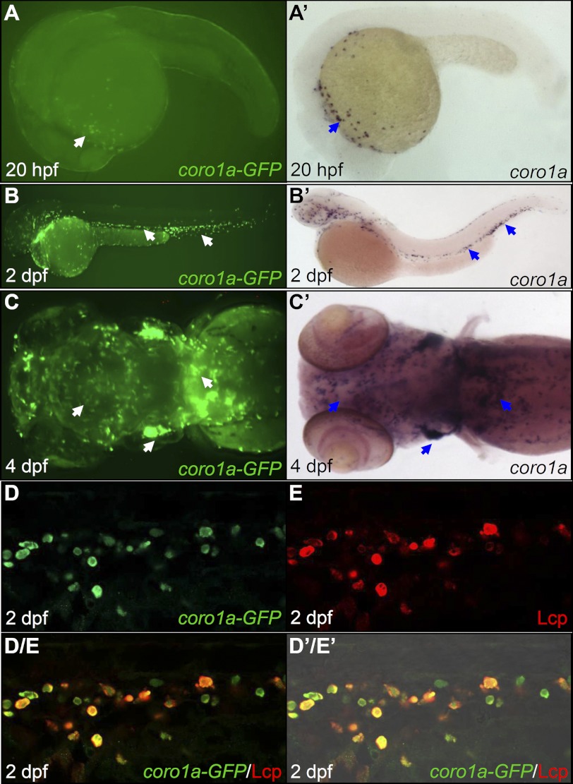 FIGURE 1.