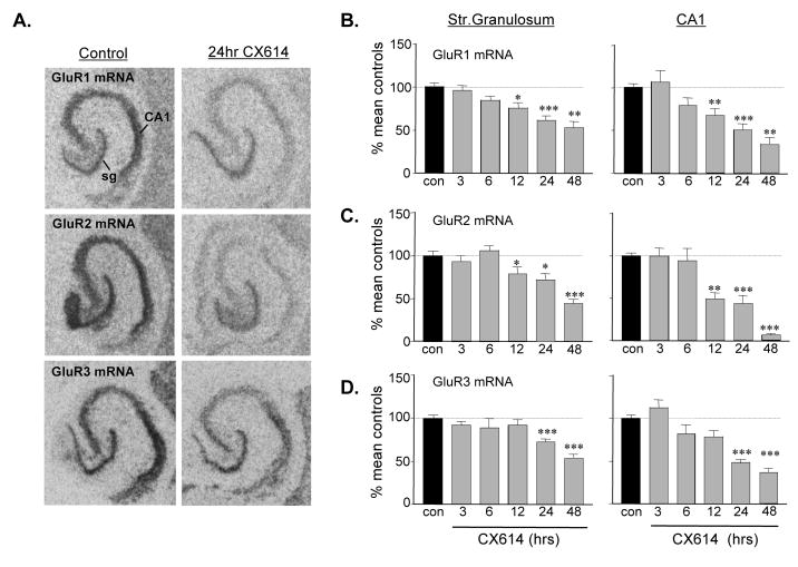 Ampakines cause sustained increases in BDNF signaling at excitatory ...