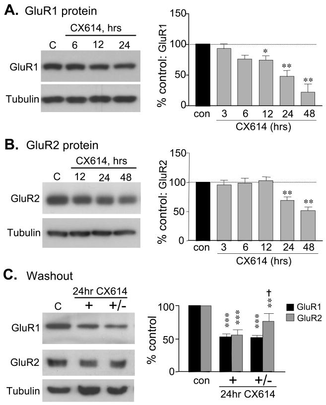 Ampakines cause sustained increases in BDNF signaling at excitatory ...