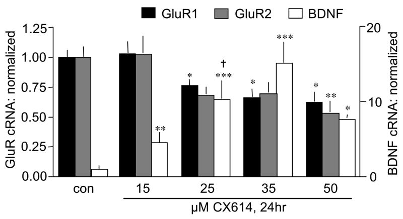 Ampakines cause sustained increases in BDNF signaling at excitatory ...