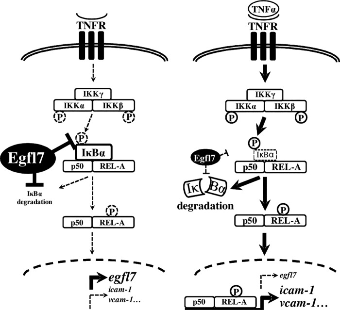 FIGURE 11.