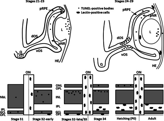 Fig. 10