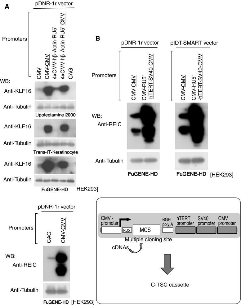 Fig. 3