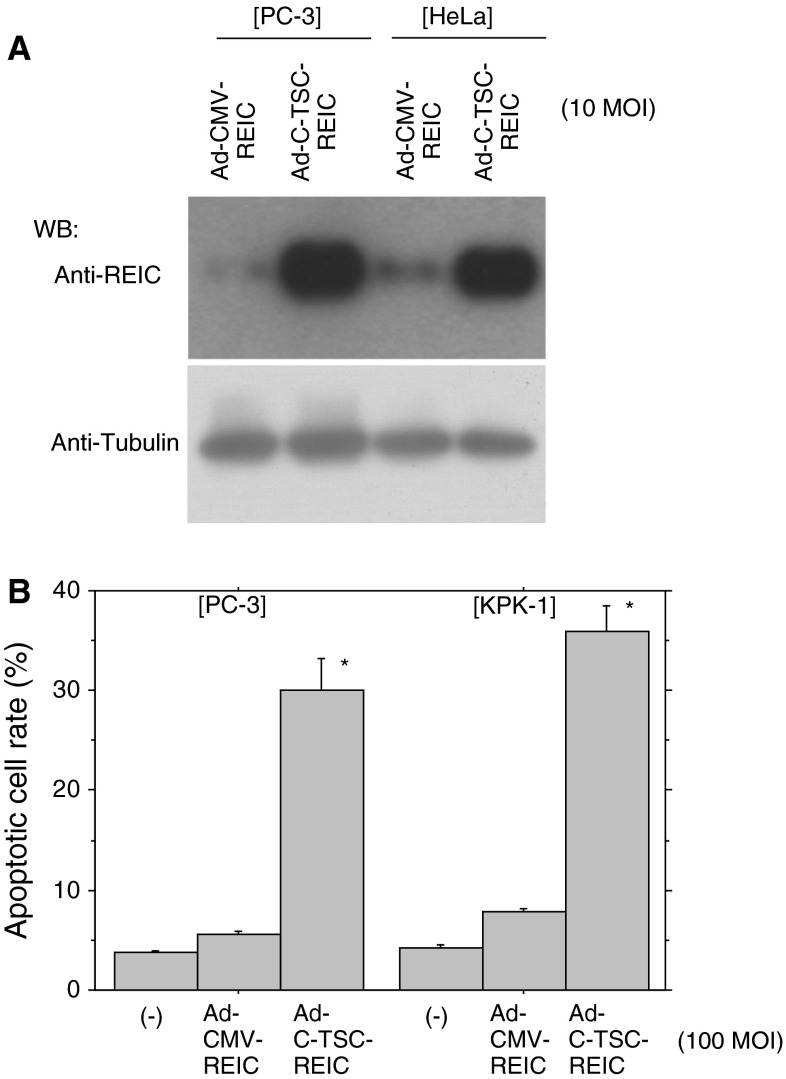 Fig. 5